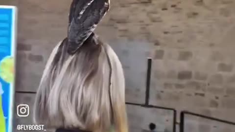 The Laughing 😂Kookaburra