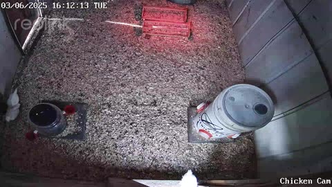 Millar Time Chicken Cam