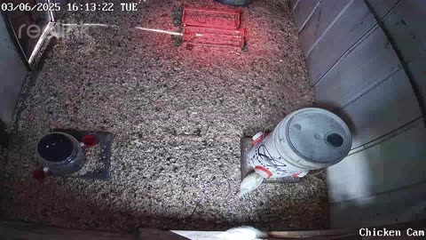 Millar Time Chicken Cam