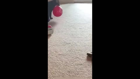 #FUNNY - Cats R Us