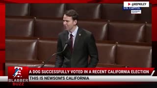 A Dog Successfully Voted In A Recent California Election