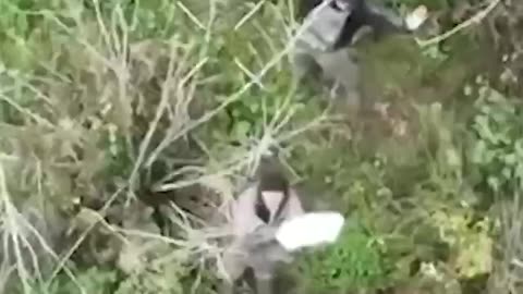 They raised their hands, white rags and went into captivity "in packs": in the Dobropillya