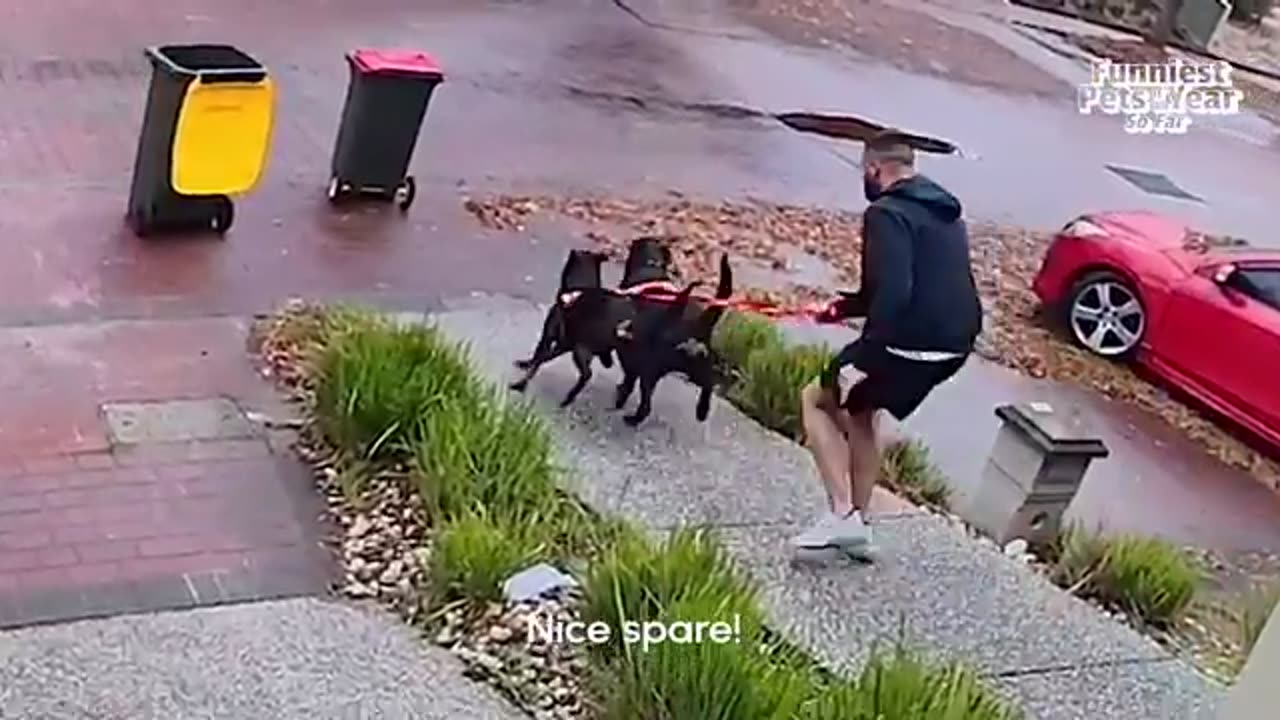 Top Pet Fails & Laughs of 2024 🐶 | Funniest Animals So Far!
