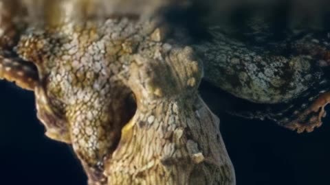 A DREAMING OCTOPUS 🐙