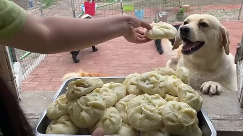 lab puppies go crazy for dumpling too cute - mukbang-labrador