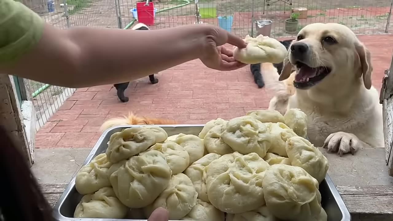 lab puppies go crazy for dumpling too cute - mukbang-labrador