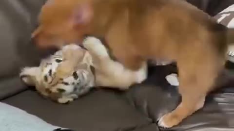 Happy dog and tiger