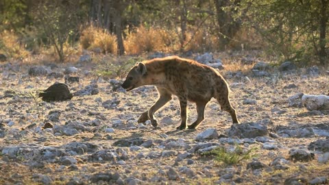 Spotted HYENA | Queen of Predators