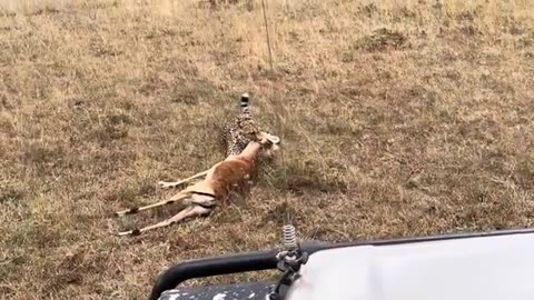 Cheetah