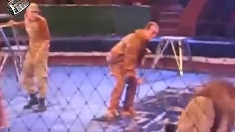 شاهد اسود السيرك تفتك بمدربها بسبب غلطة منه واصراره الحفاظ علي حياتهم