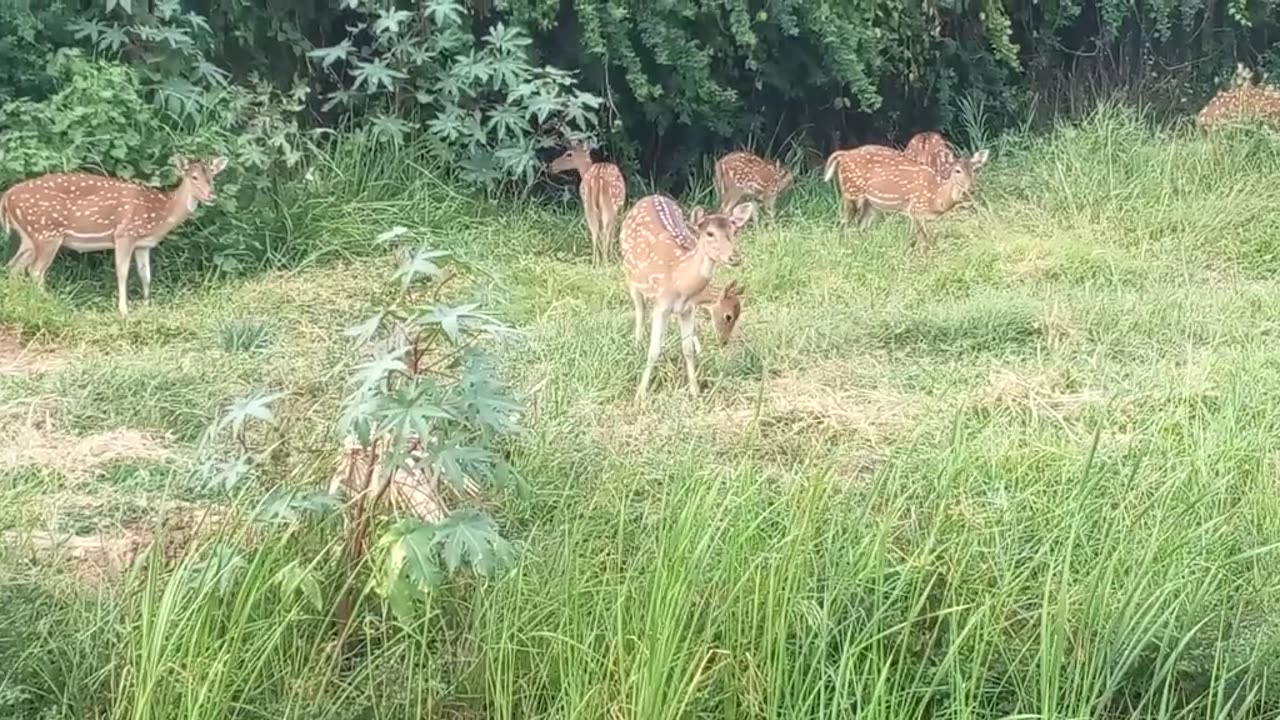 Beautiful animals in sri lanka .❤️❤️❤️❤️👍👍👍👍