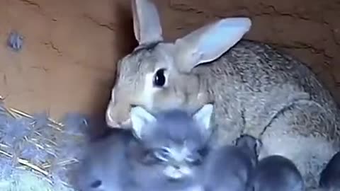 Maine Coon Mom's Rescue from Rabbit Burrow