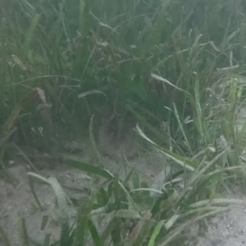 Morning Snorkeling. Mangrove Area