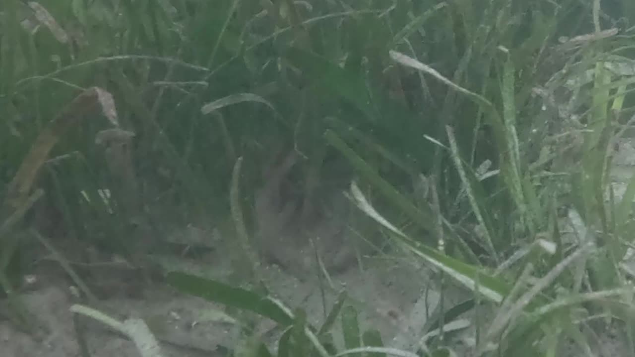 Morning Snorkeling. Mangrove Area
