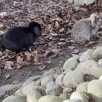 Bunny Leaps Adorably – Cute Hop