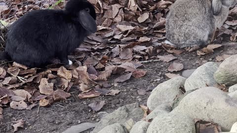 Bunny Leaps Adorably – Cute Hop
