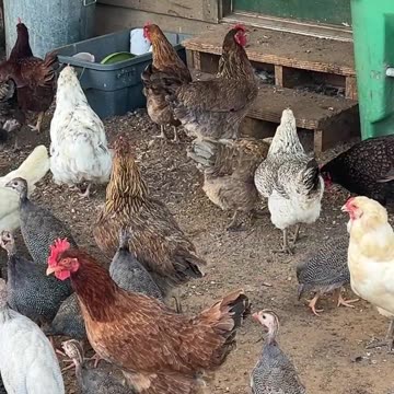 Everyone Loves Snacks