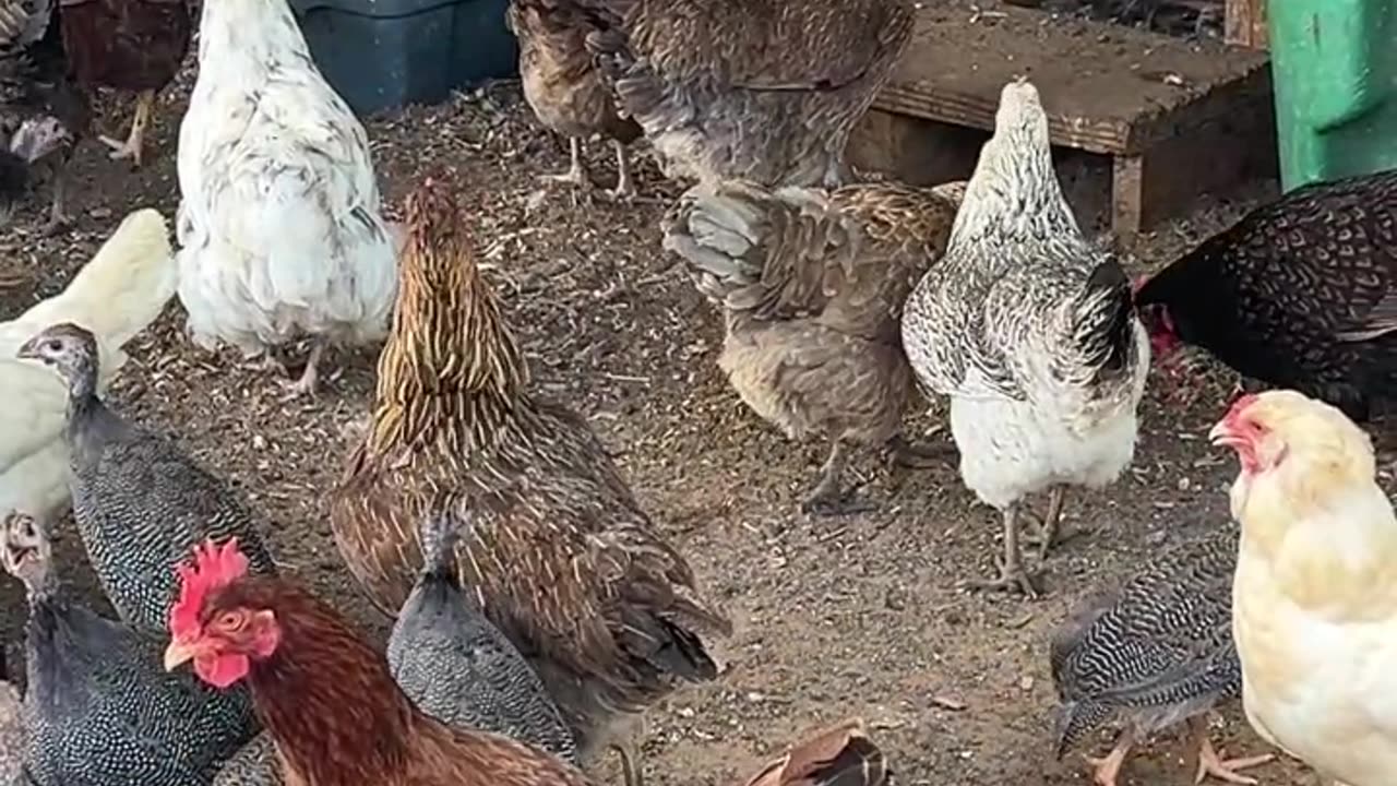 Everyone Loves Snacks