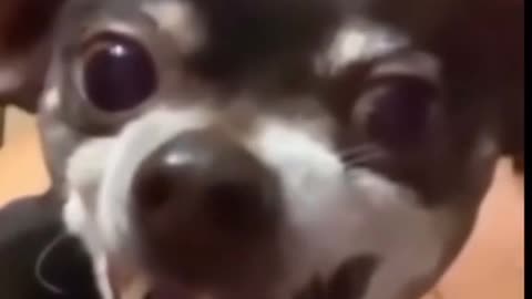Dog's Comedy Videos 🤣 so cute videos 😍 funny videos 🤣 so cute videos 😍
