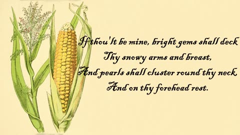 Corn- The Language of Flowers