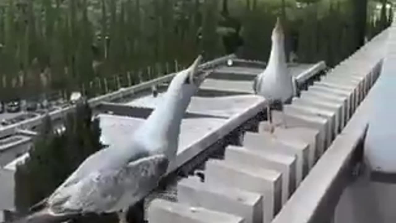 It tried to land in style and went flat out | funny video | crazy clips