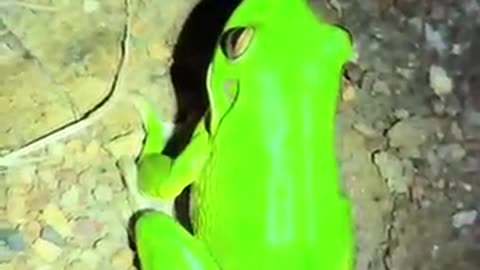 Incredible: BOOP montage! #snake#wildlife#wildlife#nature#shorts#viralvideo#anim