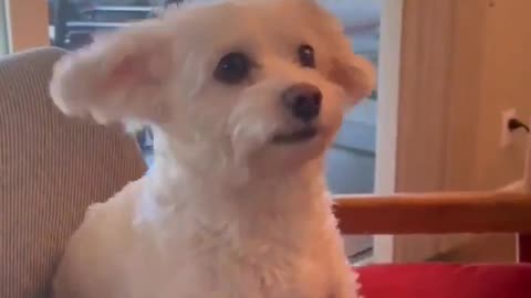 😂🐶 Dog's Reaction to Favorite Words: Pure Gold! | FunFM