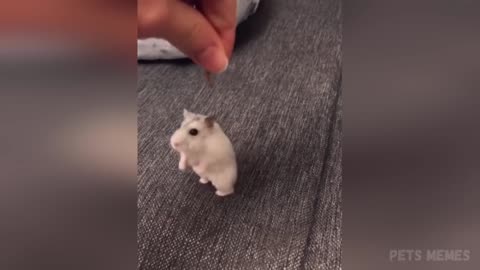 Funniest Animals Part 2