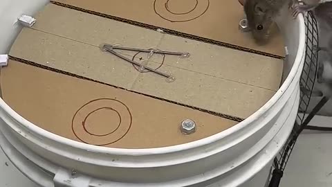 Mousetrap...!