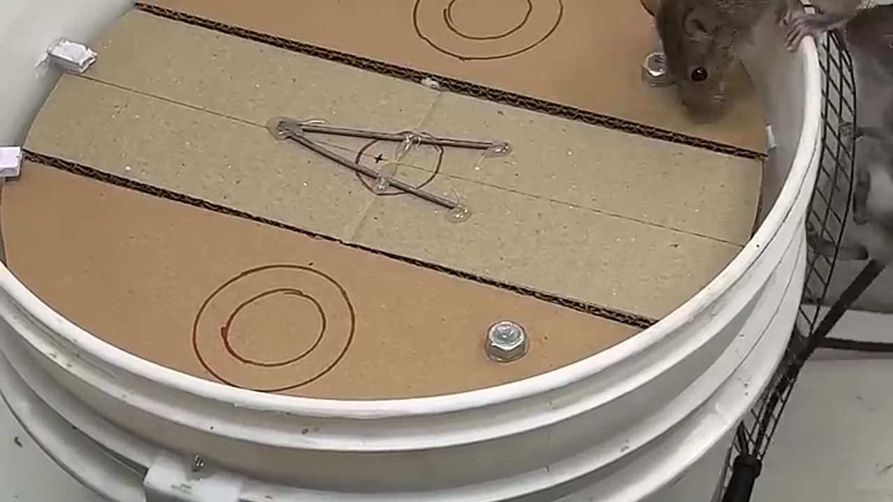 Mousetrap...!