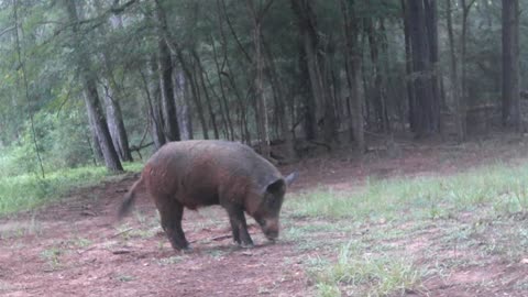 Texas Night Hogs & Deer Weekly, 8/9/25