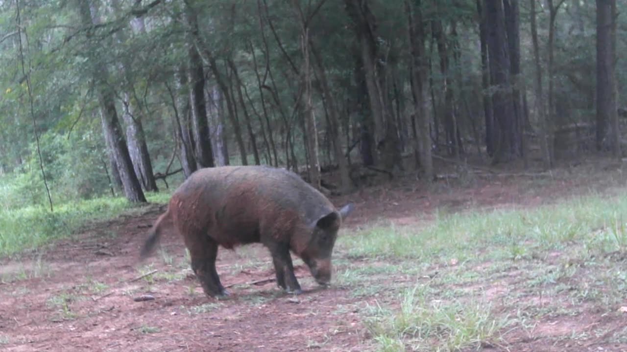 Texas Night Hogs & Deer Weekly, 8/9/25