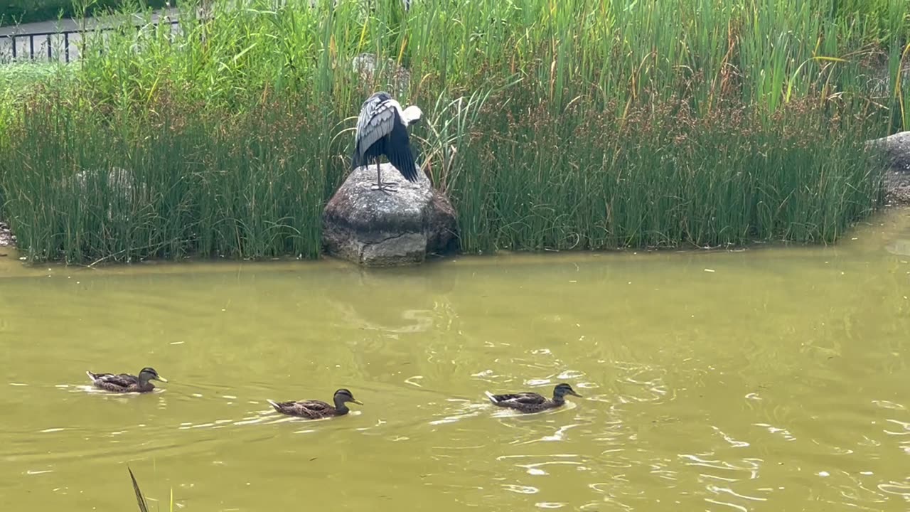 Activities on a lake