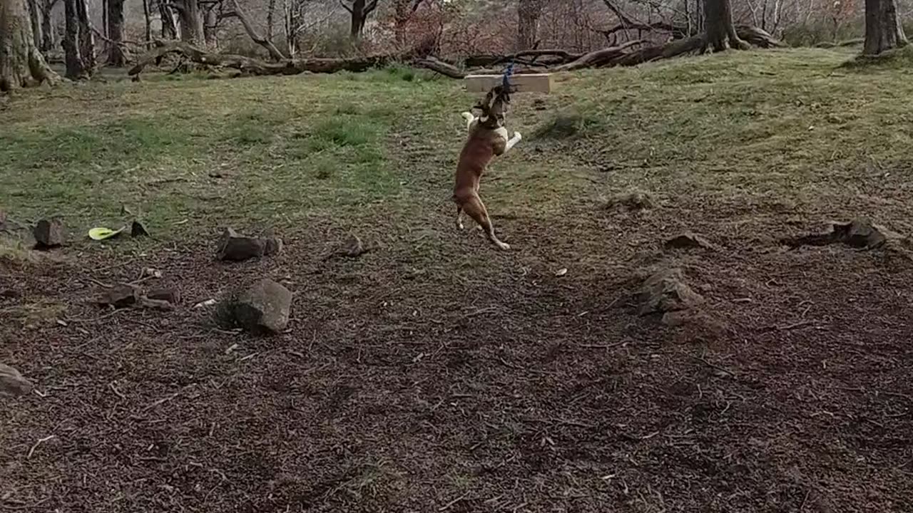 Pittie Has the Time of His Life Swinging From Tree
