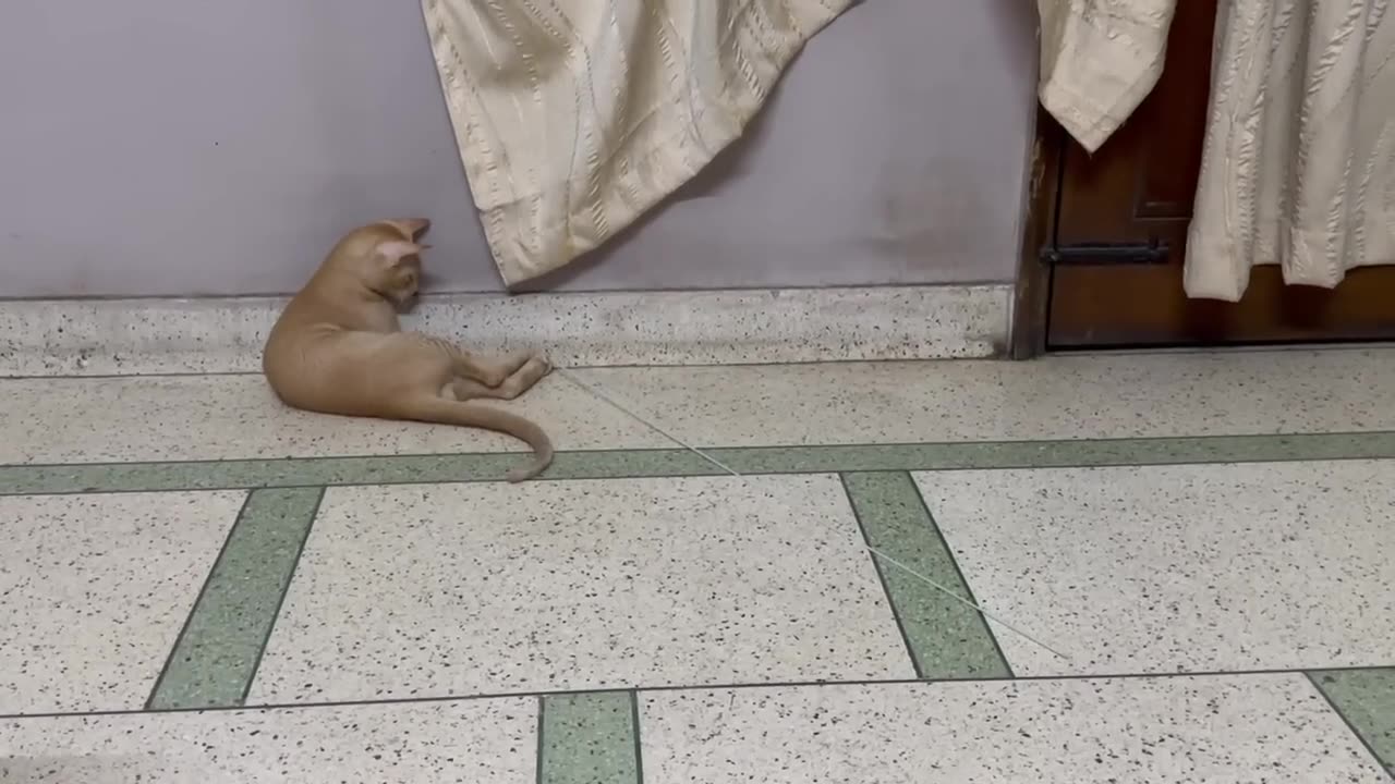 Funny Cat vs String