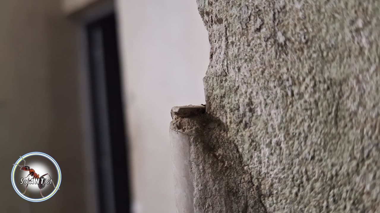 ASMR | A white background view from the "cliff", watching the ants come and go - 15' 3/8