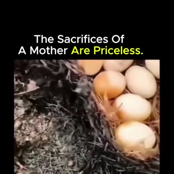 How much pain did this mother endure for her eggs😭♥️