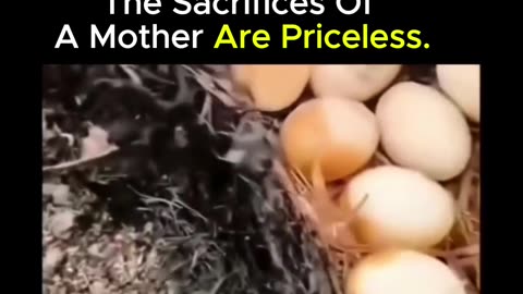 How much pain did this mother endure for her eggs😭♥️