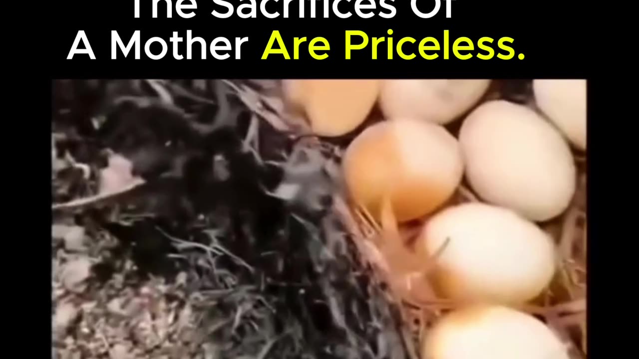 How much pain did this mother endure for her eggs😭♥️