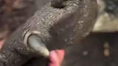 20 AMAZING Animal Clips You MUST See! ⚡ WILD ZOOM #animals #animalshorts #animalclips #wildlife