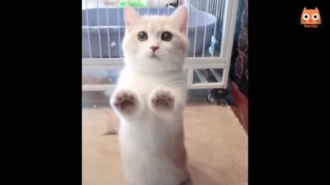 Cute and funny animals