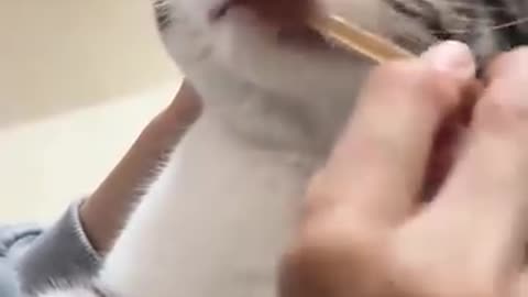 If you are watching this video, know that God has made you the guardian angel of a hungry cat💝