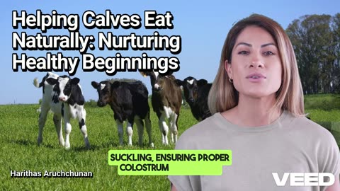 Helping Calves Eating Naturally:Nurturing Healthy Beginnings for Stronger Future