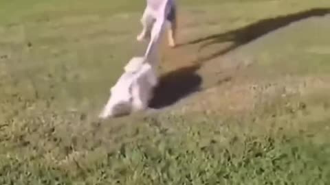 The hawk tried to snatch the child, but the dog saved him