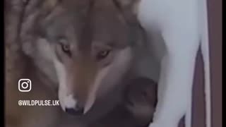 Woe Day 103. I am in the ark. Waiting for GOD to open the Door for a spring/summer Pentecost rapture