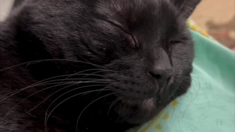 Cute Precious Piper Looks Super Sweet While Sleeping - My Adopted Shelter Cat Vlog #shorts