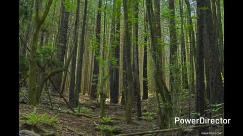 polipoli spring state recreation area