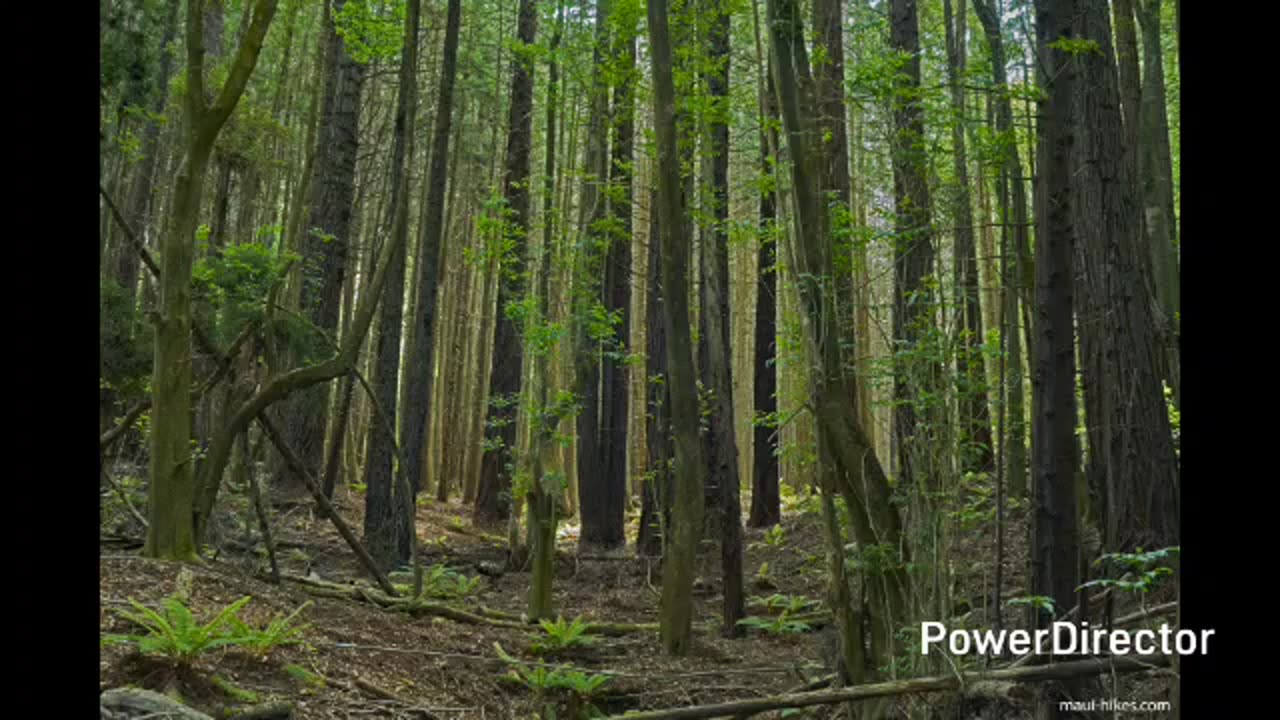 polipoli spring state recreation area