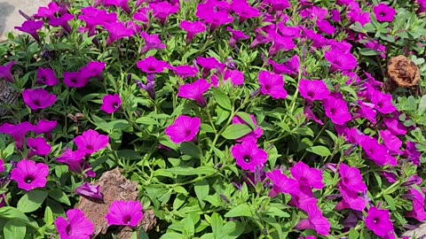 2 Minutes to Petunias