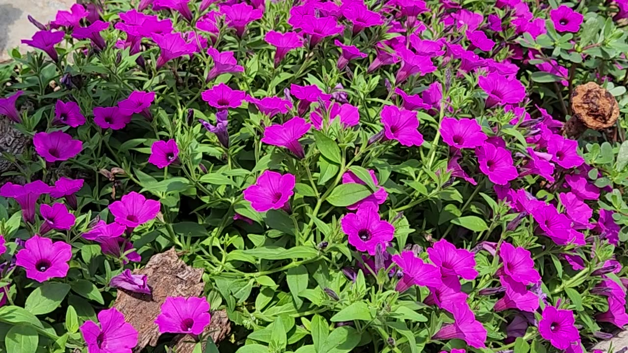 2 Minutes to Petunias